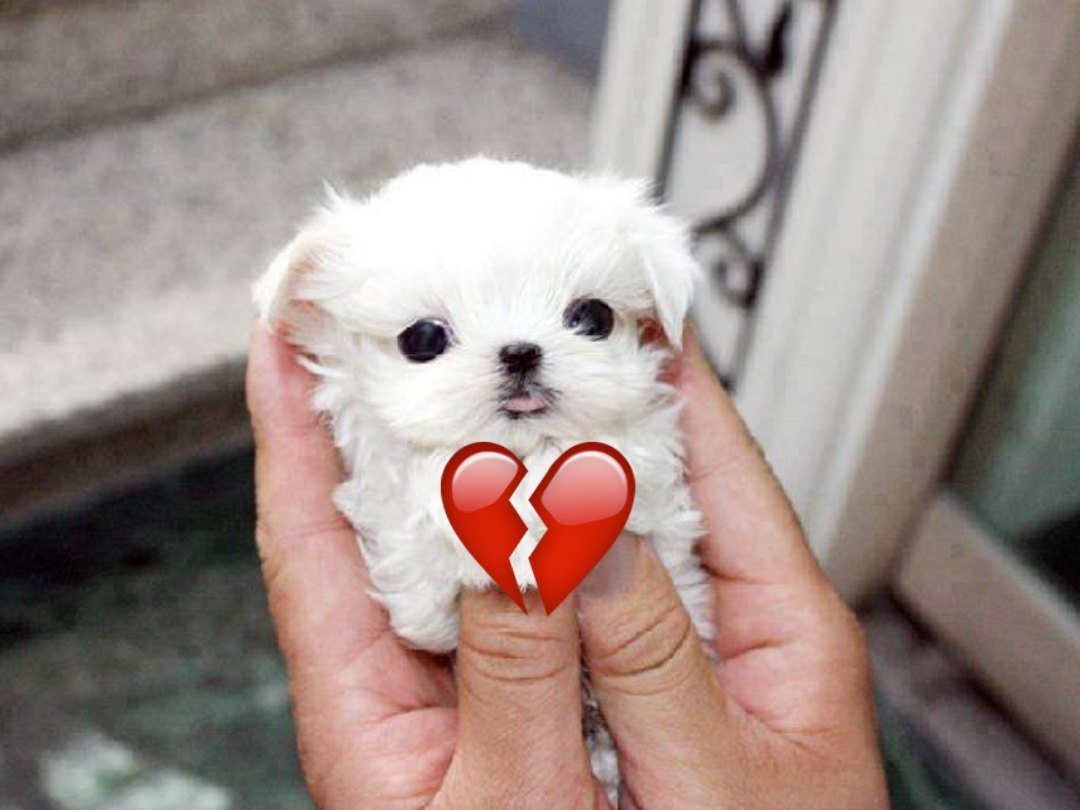 Китайские белые собачки