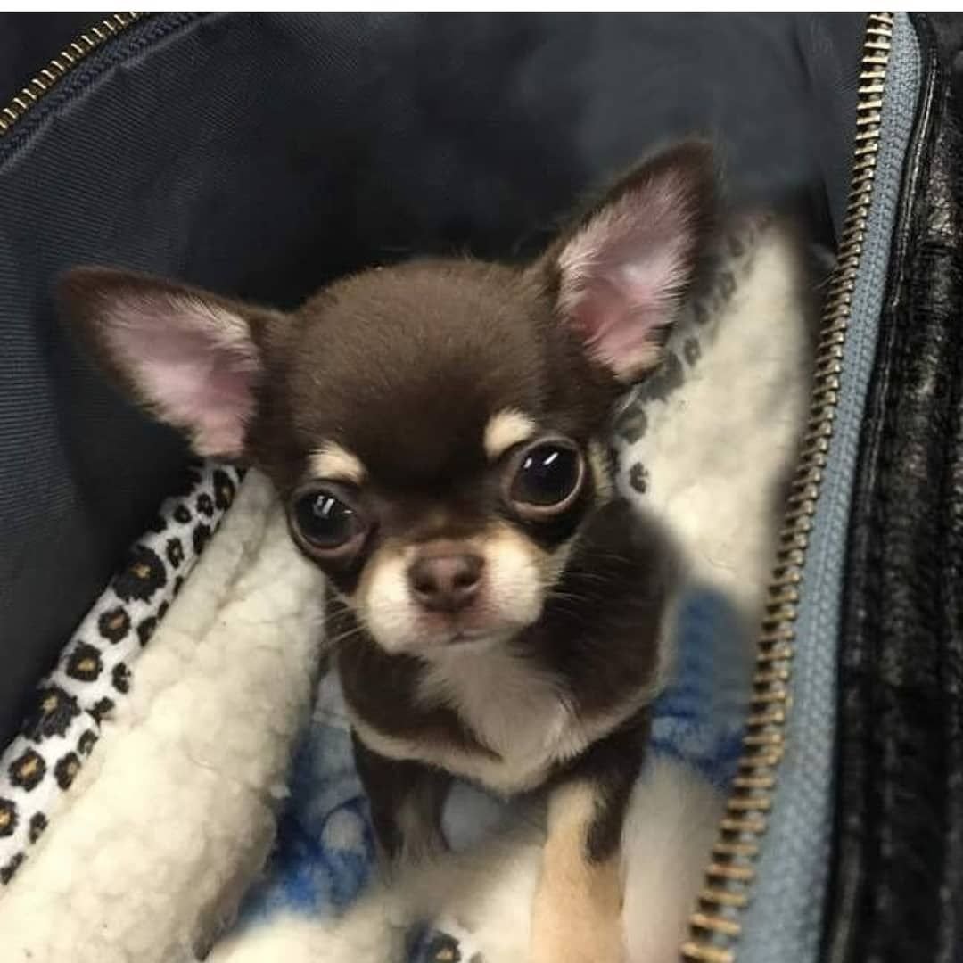 Чихуахуа гуччи