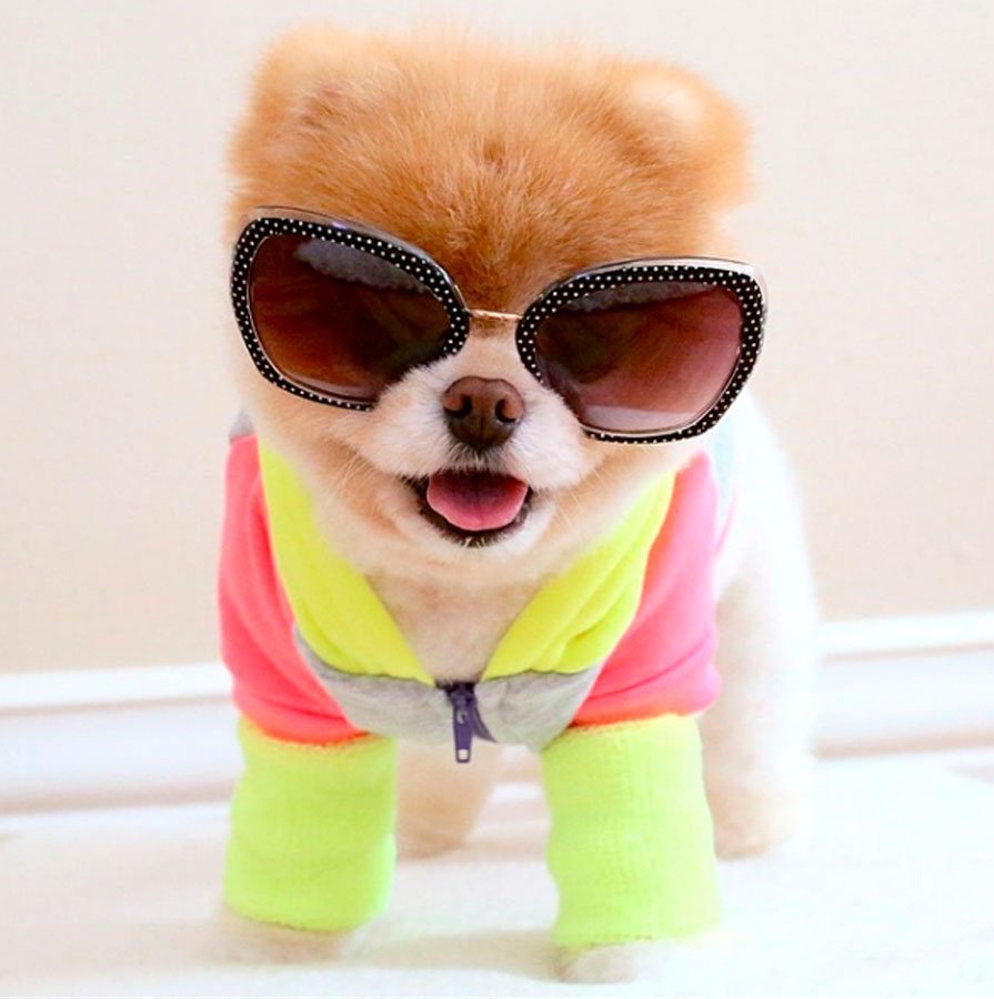 Милая собачка в очках