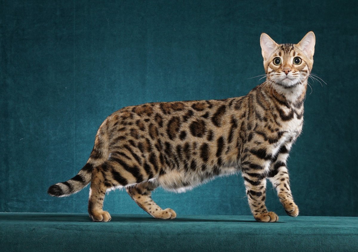 Курдюк у кошек сфинксов