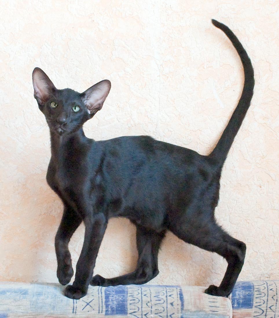 Табби макрель тигровый