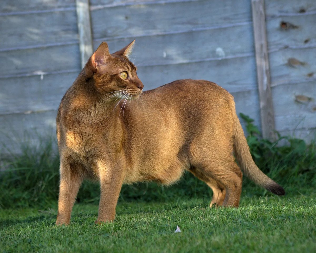 Курдючок у кошки