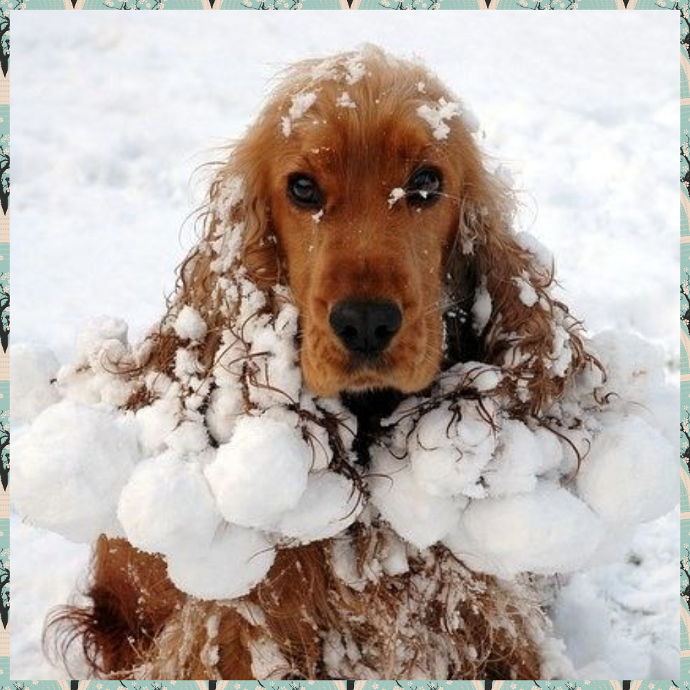 Кавалер-Кинг-Чарльз-спаниель Несса