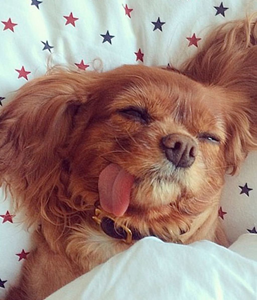 Кинг Чарльз чихуахуа болонка