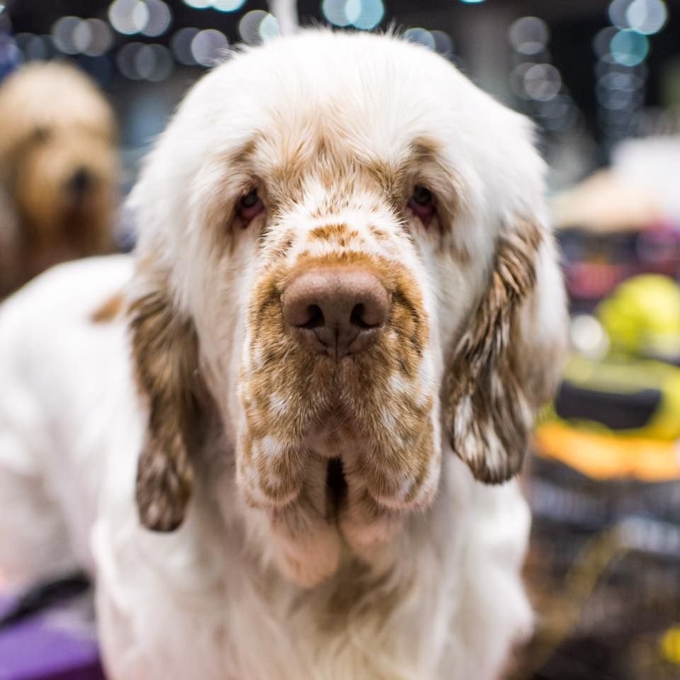 Кавалер Кинг Чарльз спаниель маленький