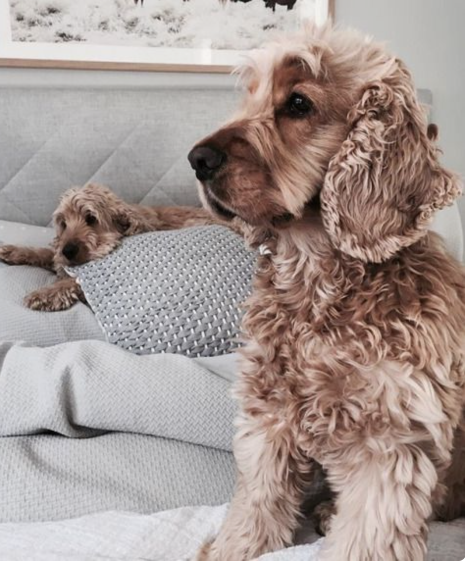 Американский кокерспаекэль