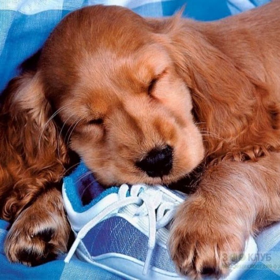 Английский кокер спаниель сидит прямо