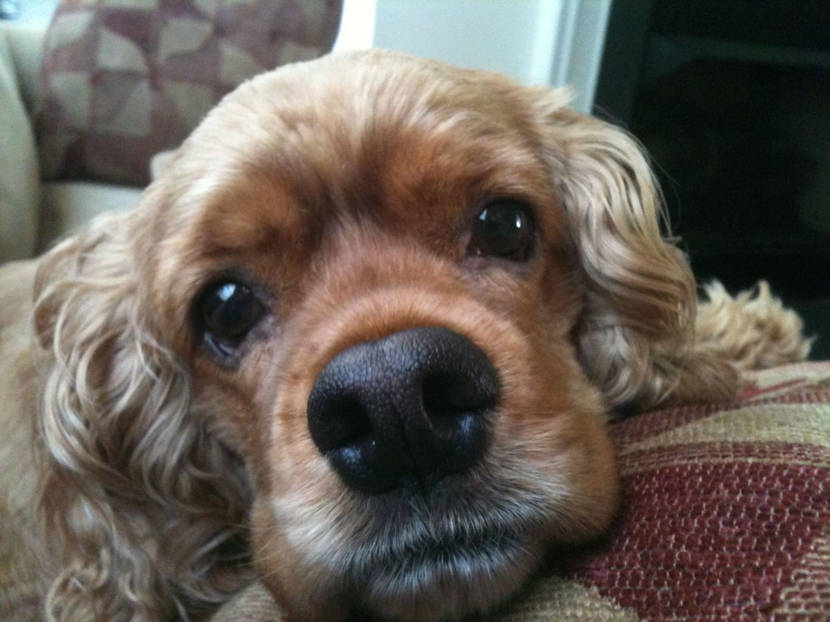 Сибирский охотничий спаниель