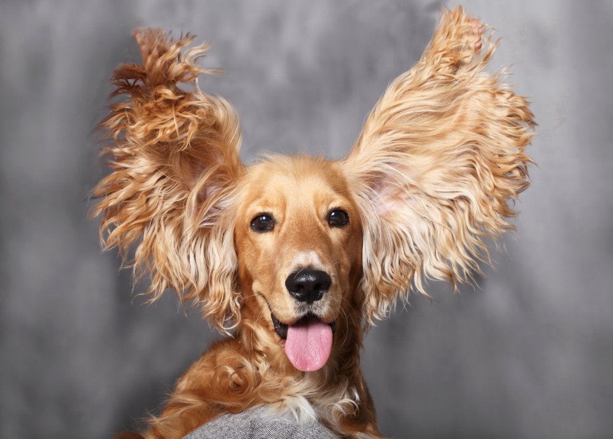 Кавалер Кинг Чарльз спаниель