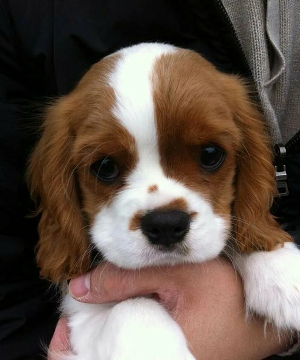 Девушка с собакой на аву