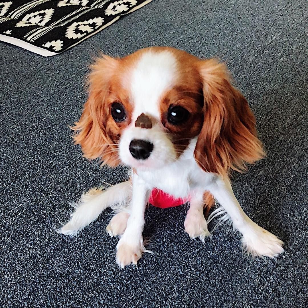 Кокер спаниель зимой