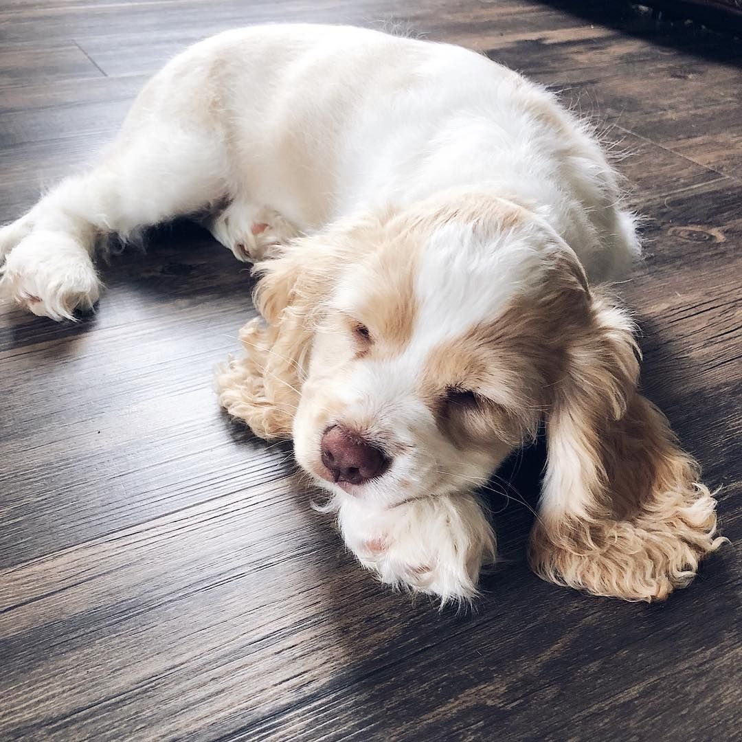 Кавалер Кинг Чарльз спаниель