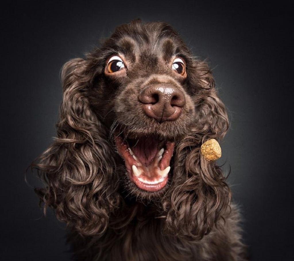 Кокер спаниель собака