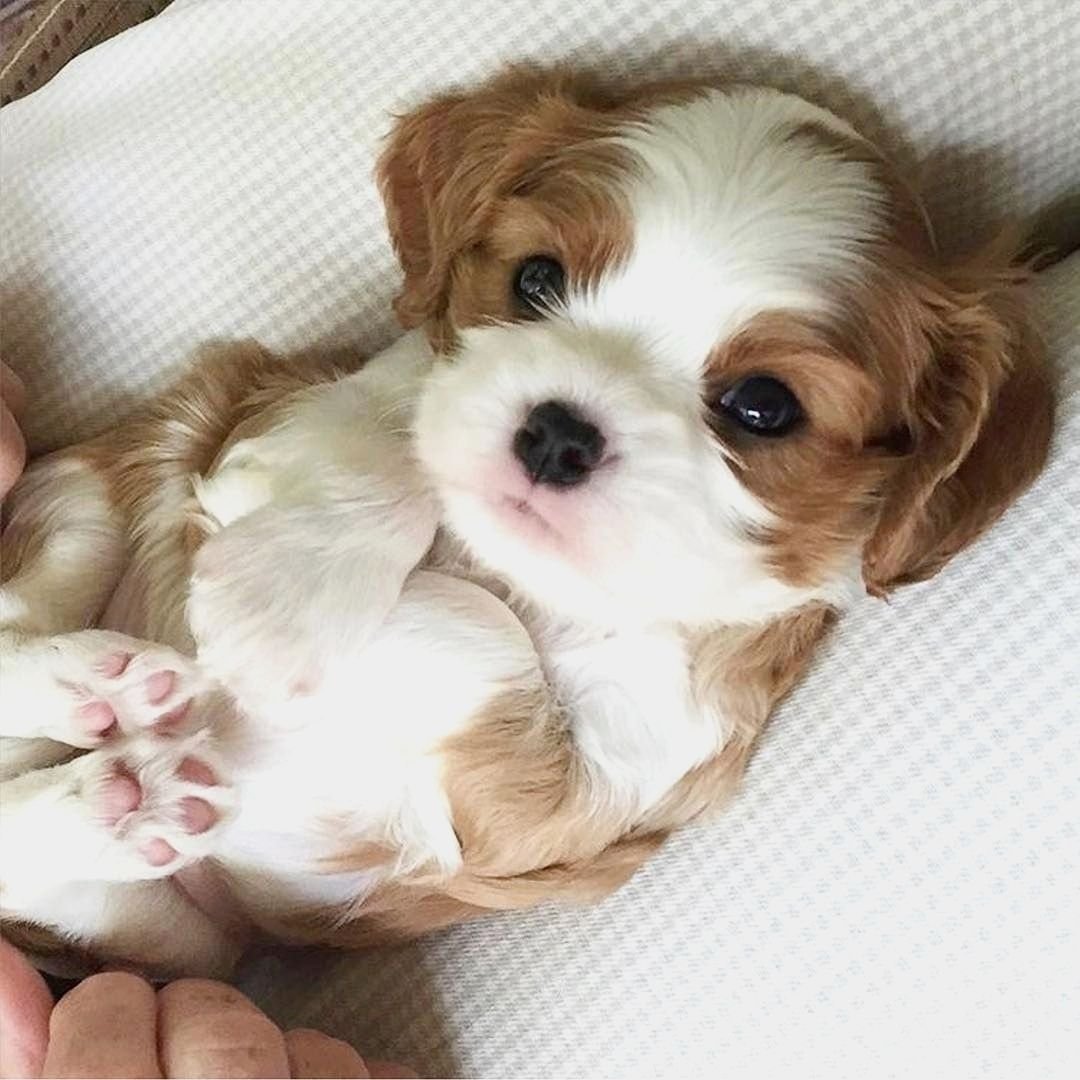 Кокер спаниель кавалер Кинг Чарльз