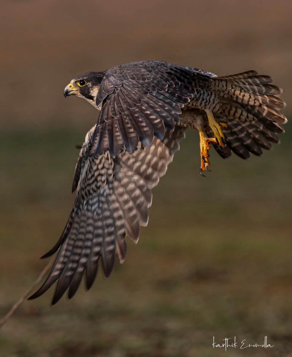 Сапсан в Новохоперском заповеднике