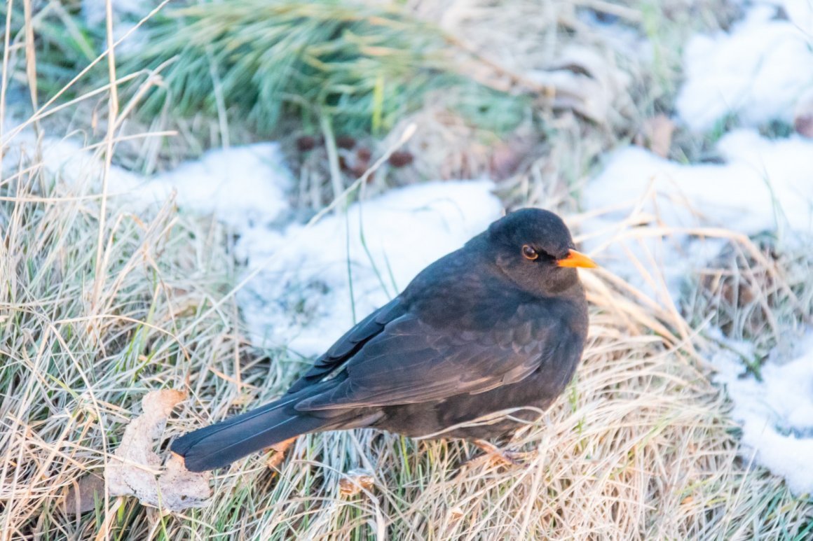 Птицы с красивым голосом