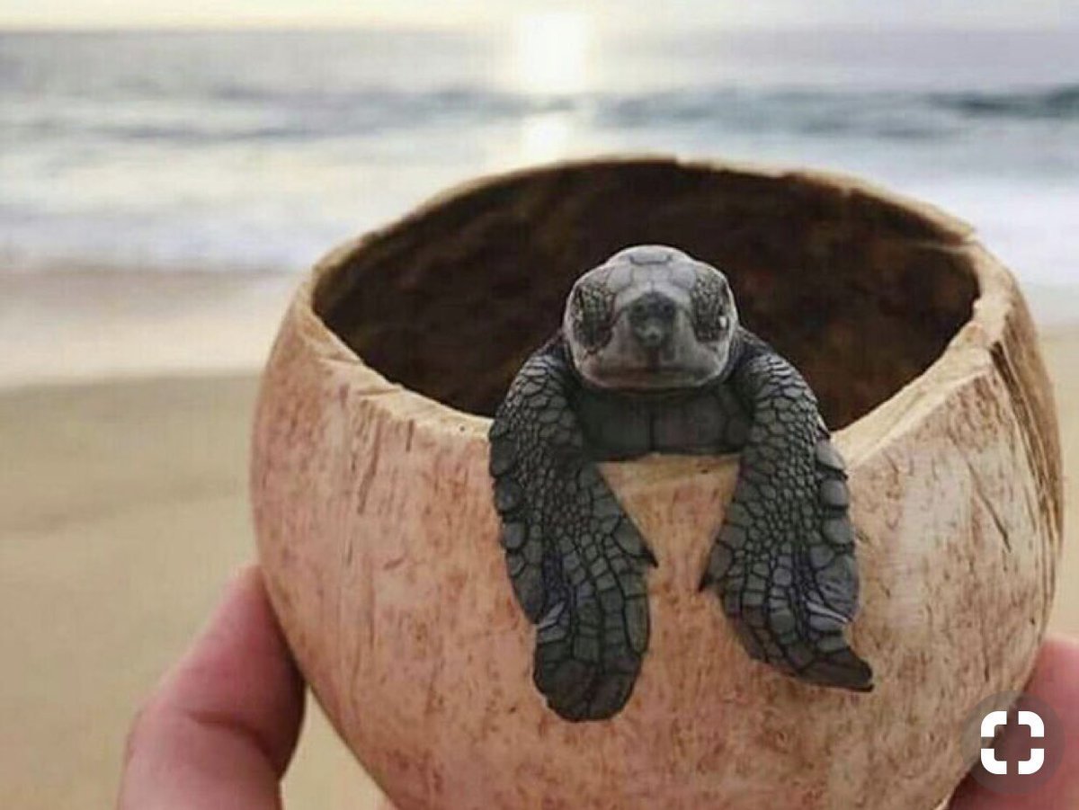 Эстетика милые черепахи