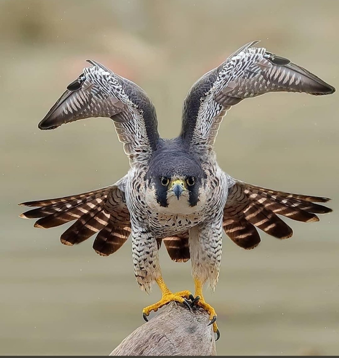 Хищные птицы Сокол Сапсан