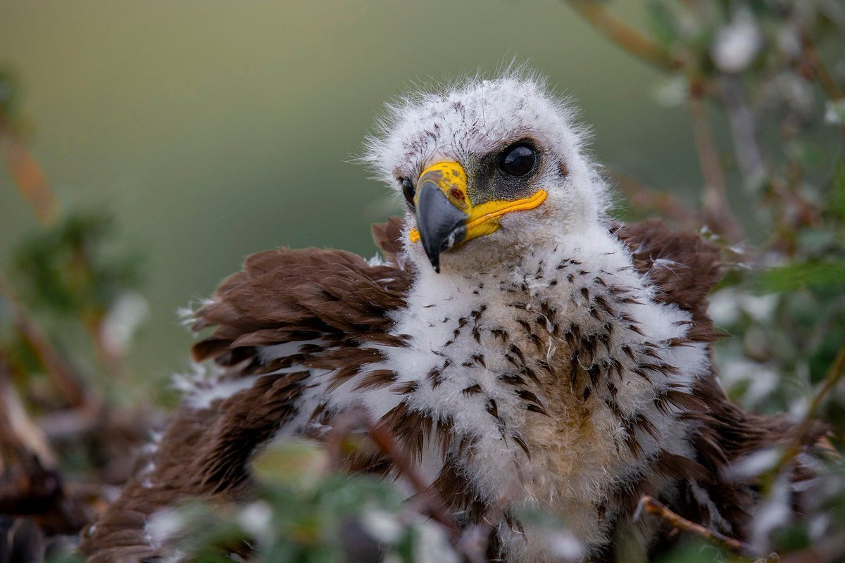 Морская птица Пилигрим