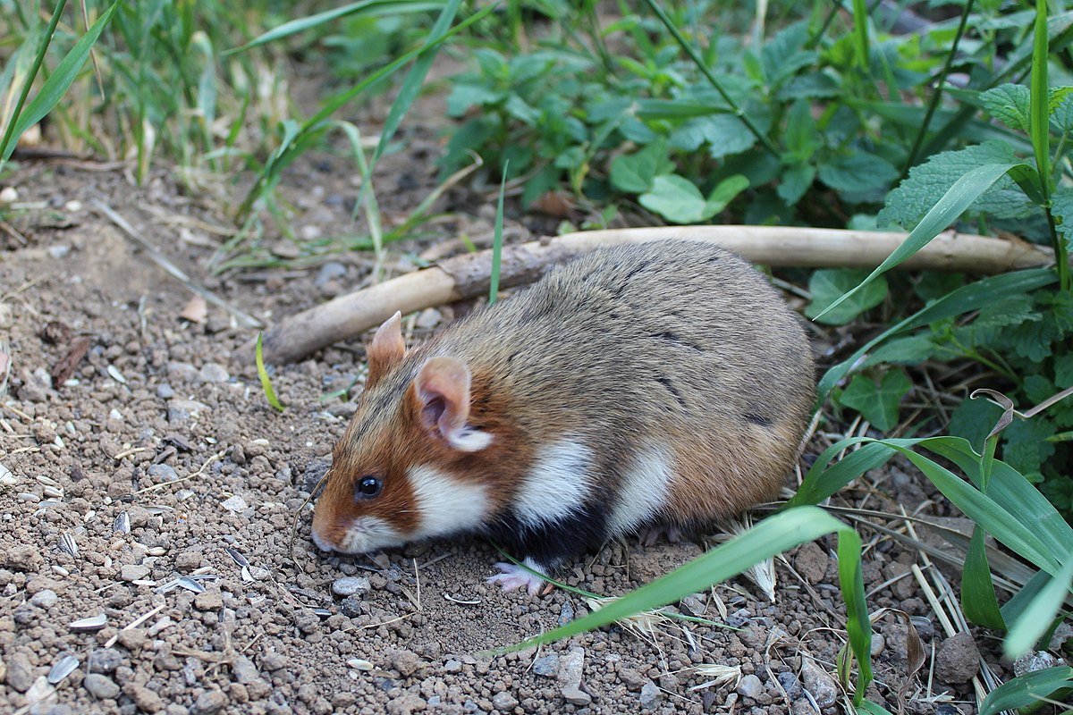 Лесной хомяк карбыш черный