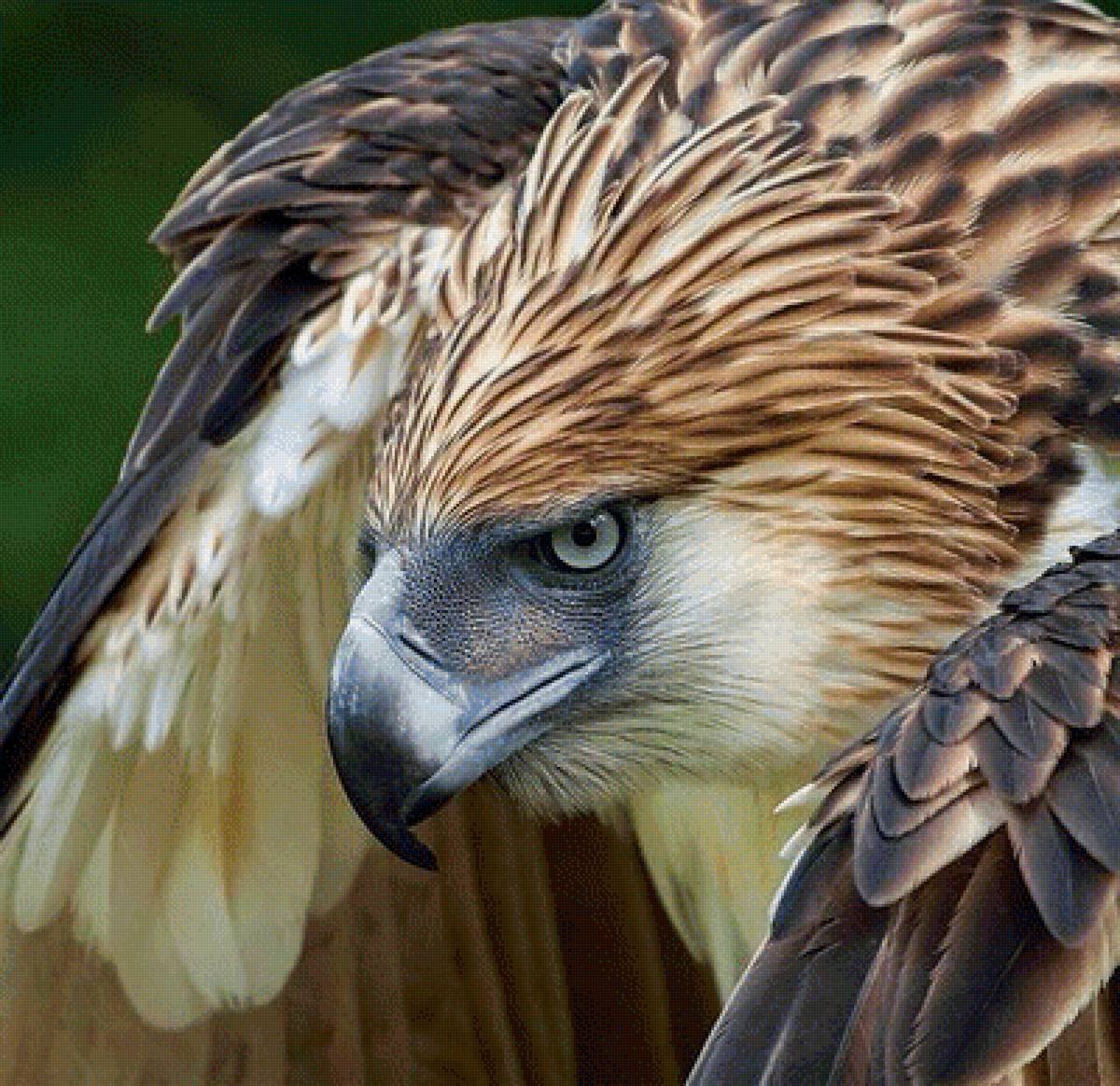 Пустельга Соколиная охота пустельга