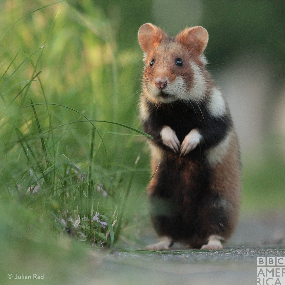 Лесной хомяк карбыш черный