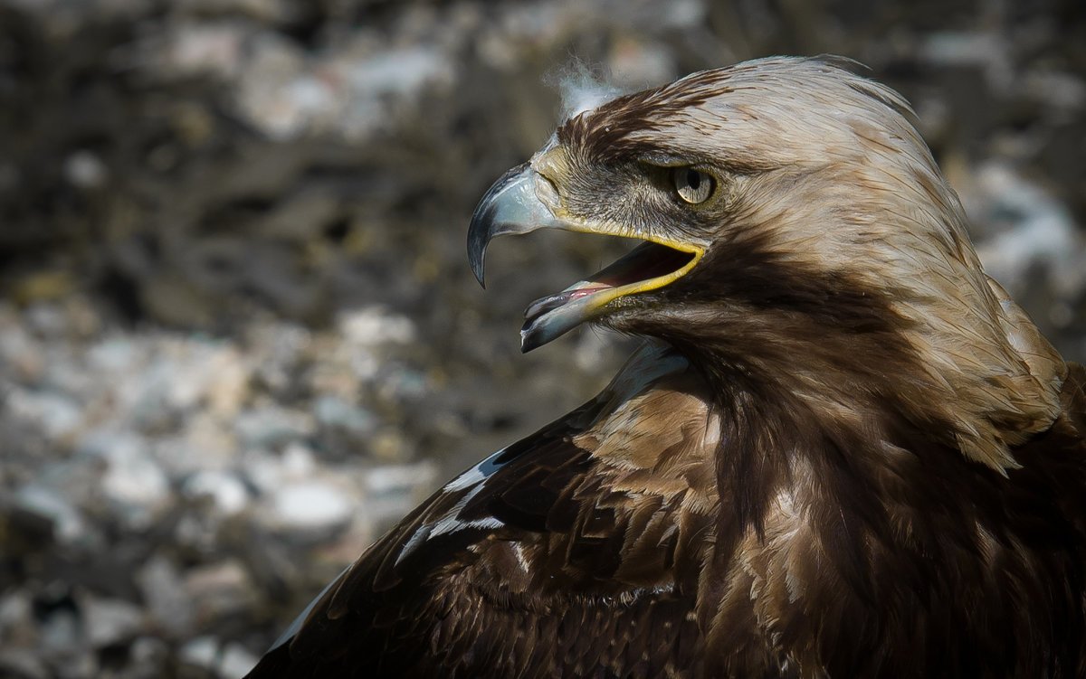 Сокол Пилигрим