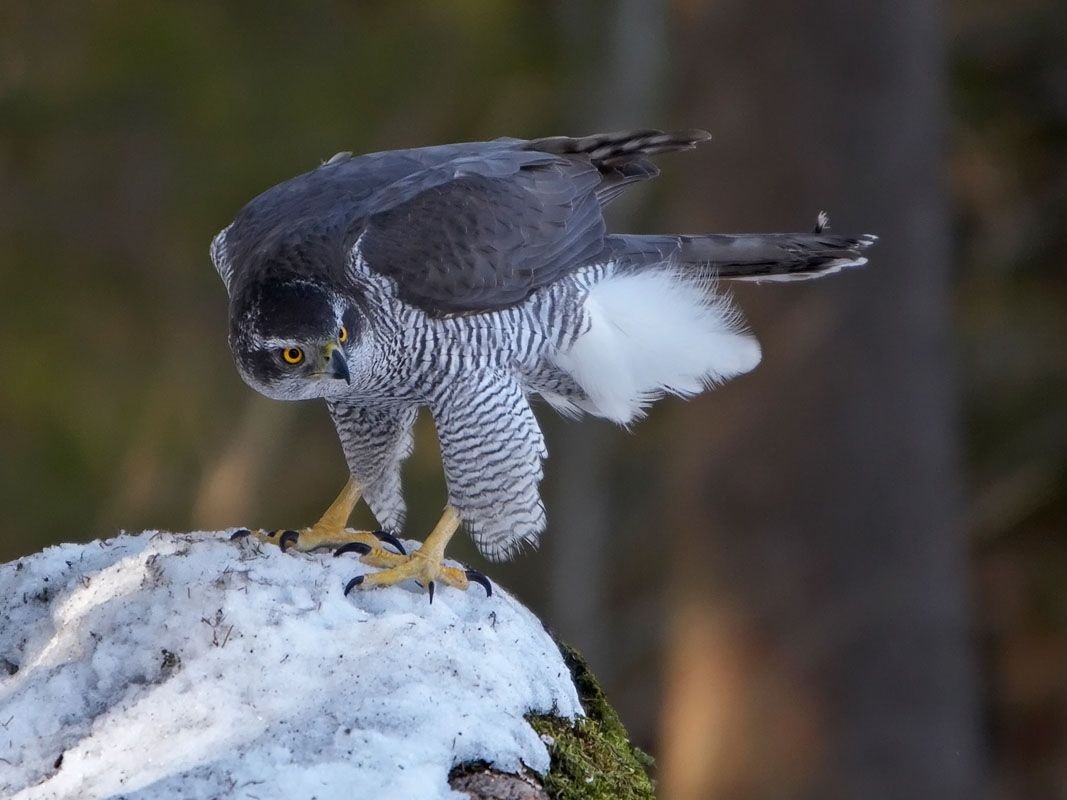 Пилигрим птица