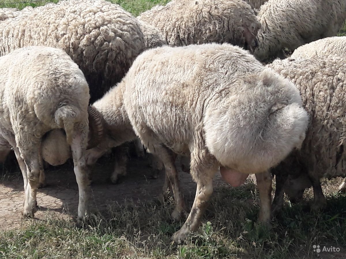 Породы Баранов курдючные