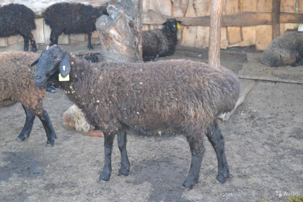 Овца обыкновенная