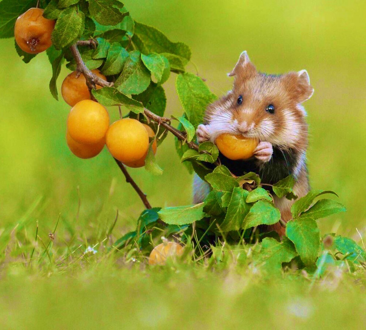 Хомяк Радде Ставропольского