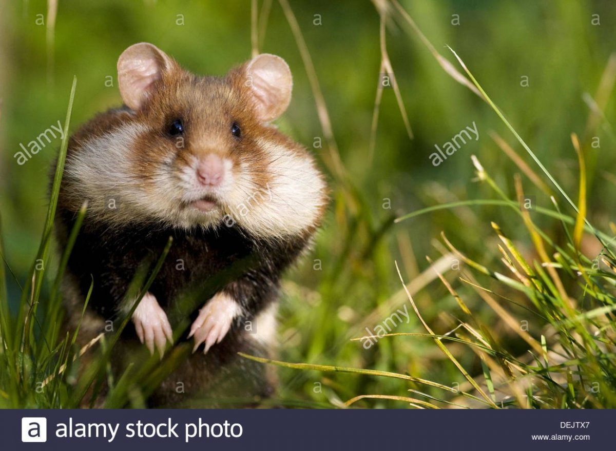 Хомяк русского рода