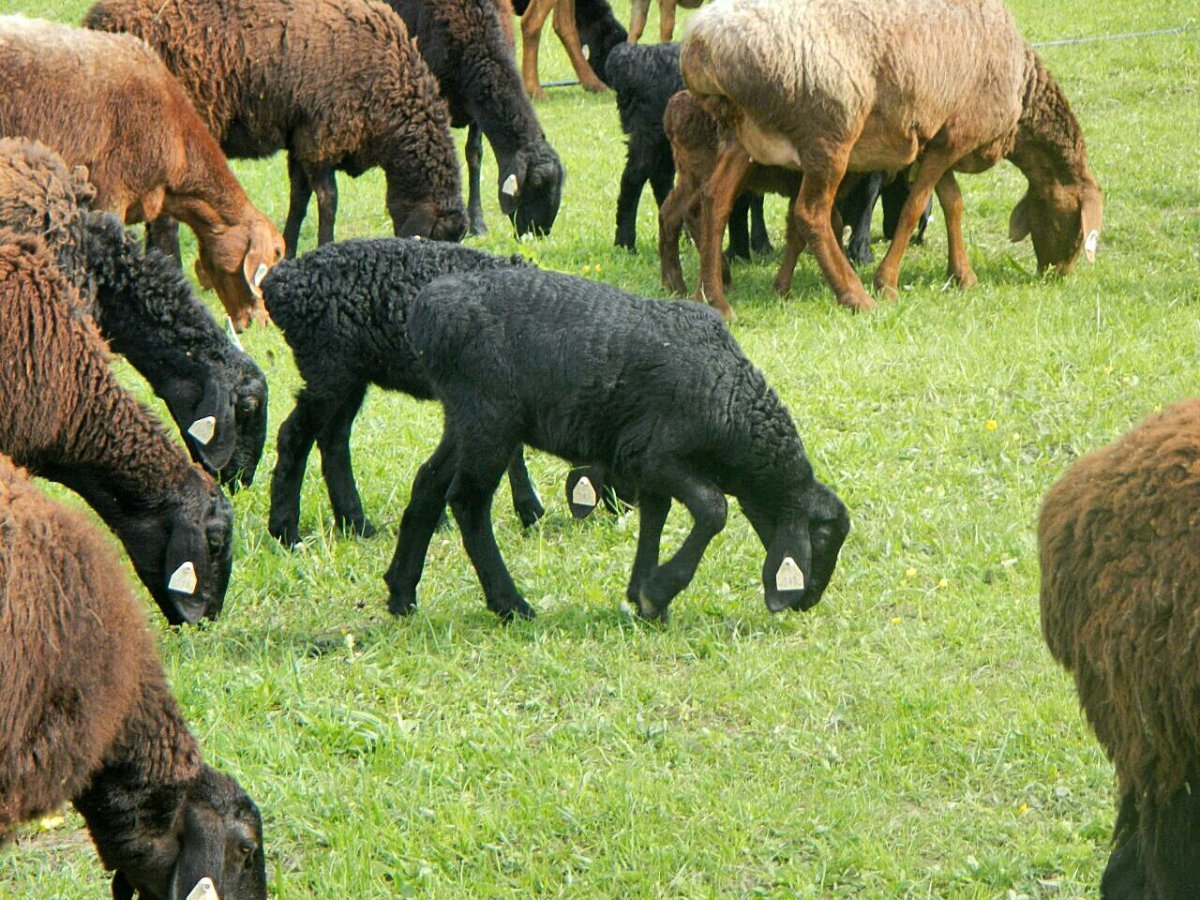 Мясо-сальные породы овец