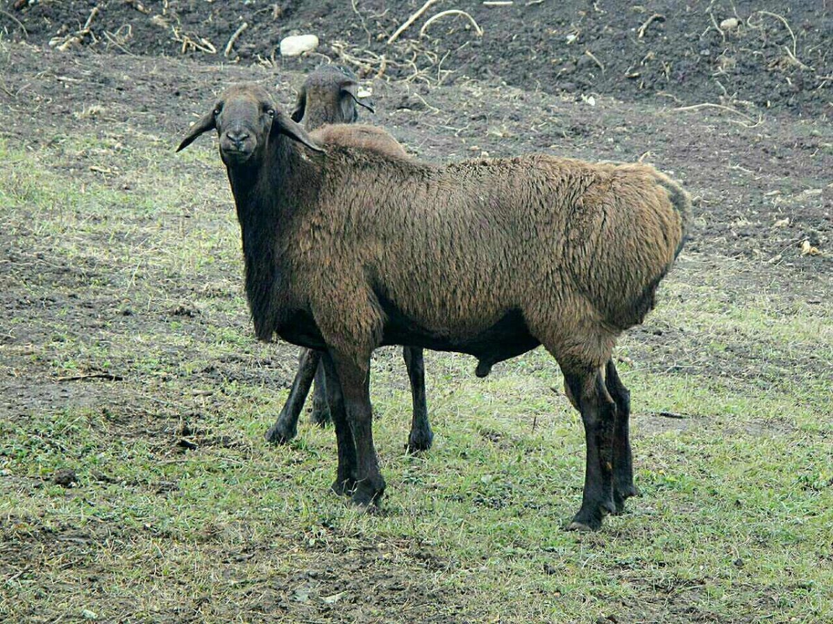 Сараджинская порода овец