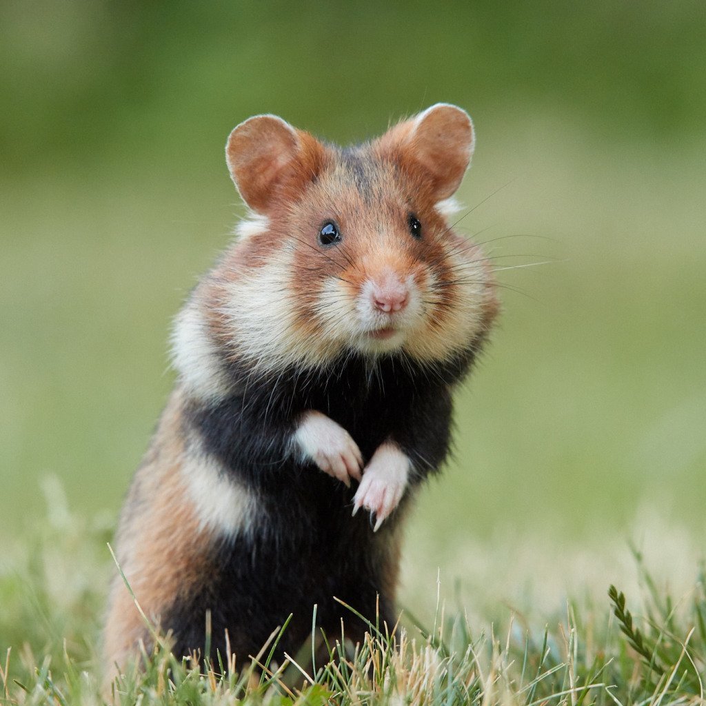 Огородный хомяк карбыш