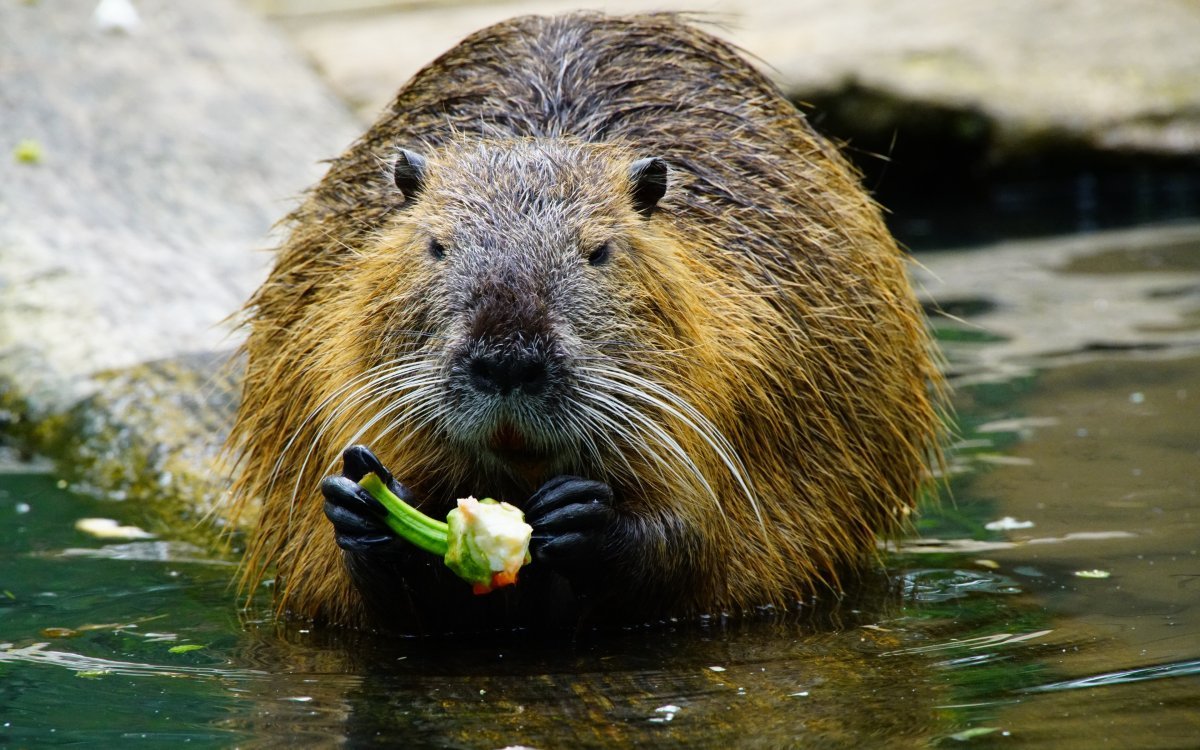 Капибара плывет