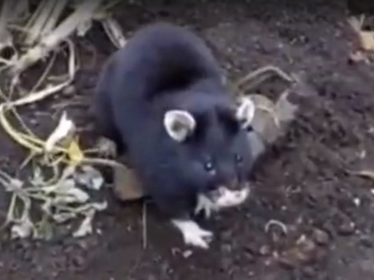 Хомяк обыкновенный Степной