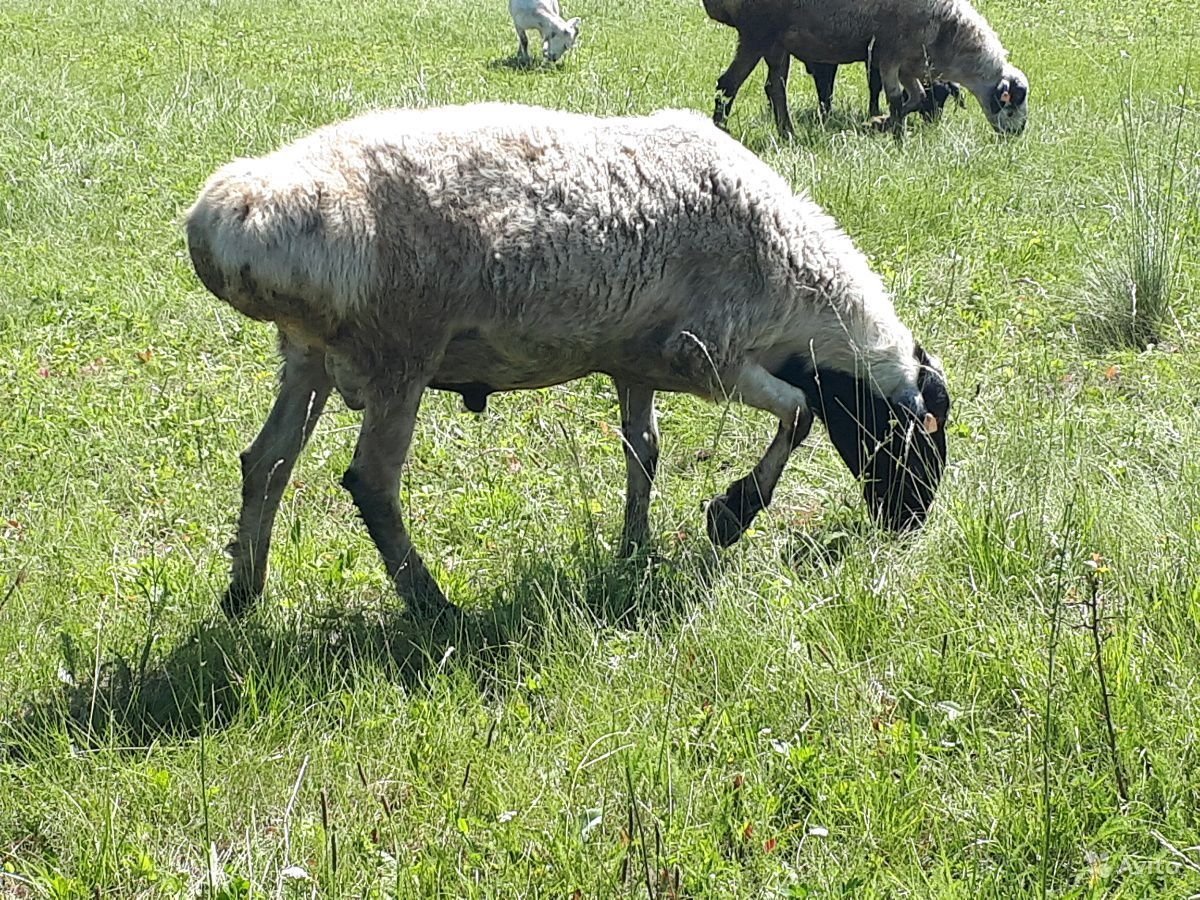 Хвост барана