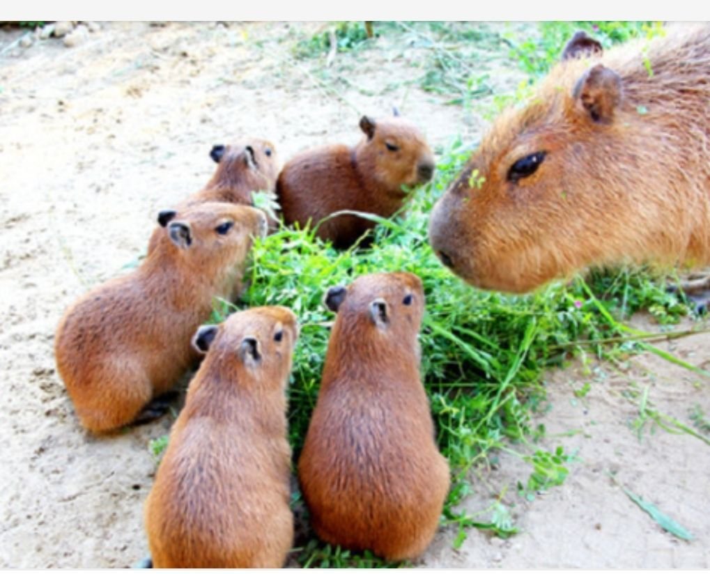 Капибара спит