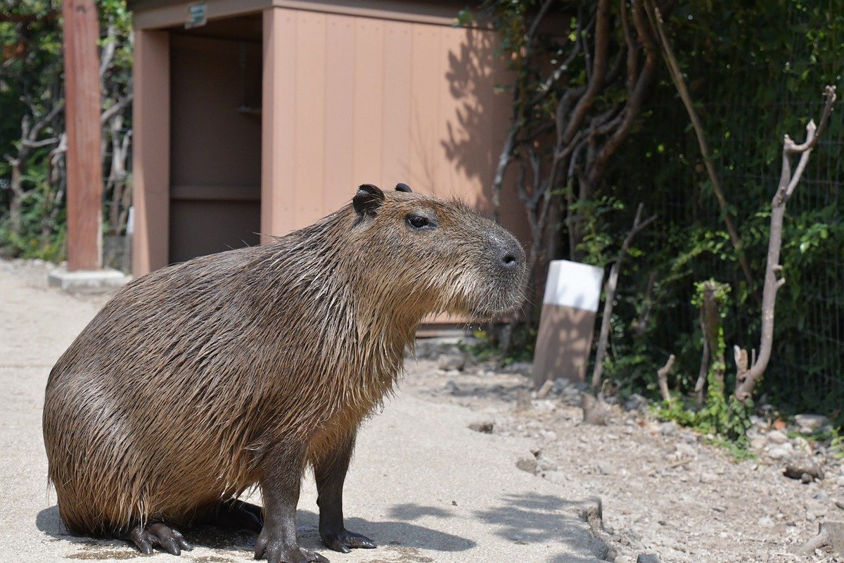 South American giant rodent