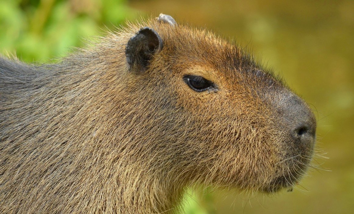 Сумчатые капибара