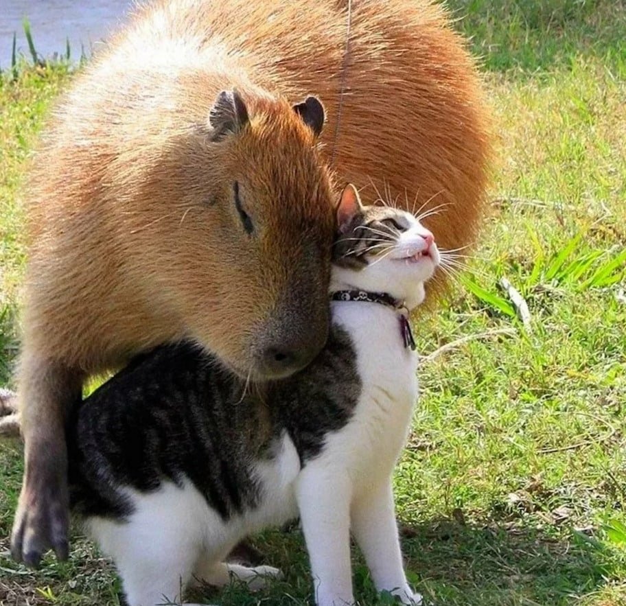 Капибара ареал