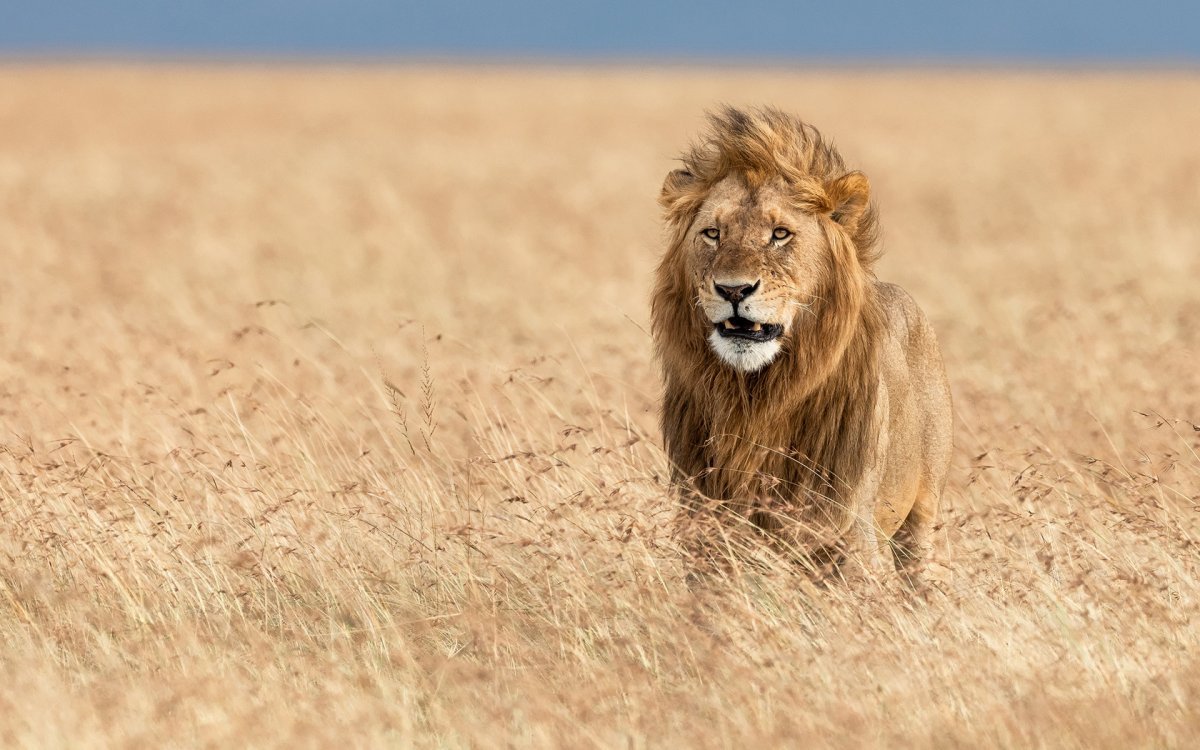 Львы в саванне