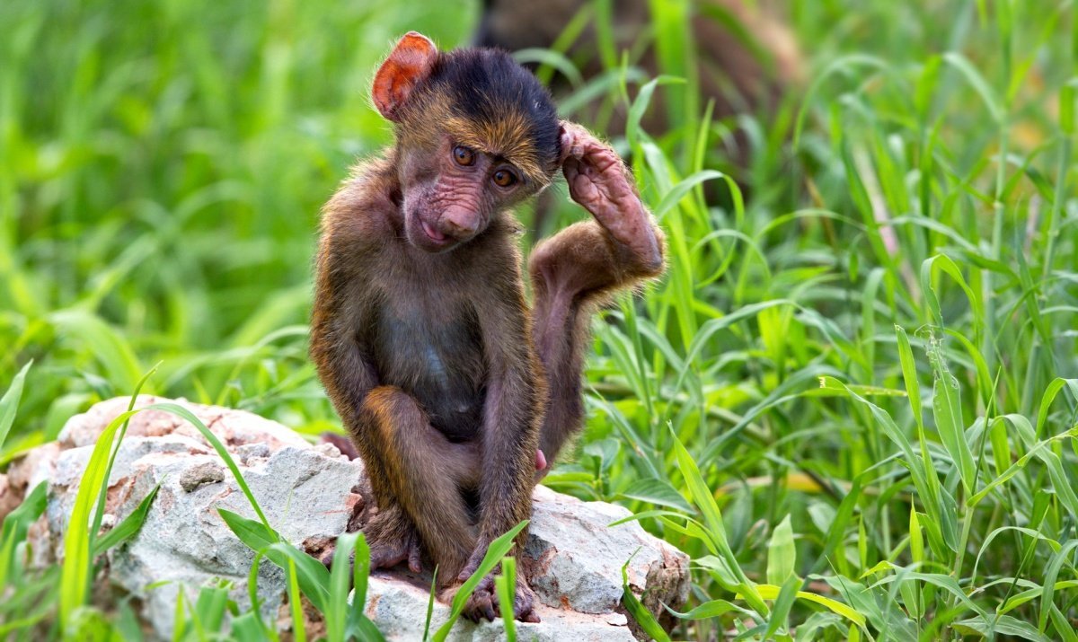 Монки горилла