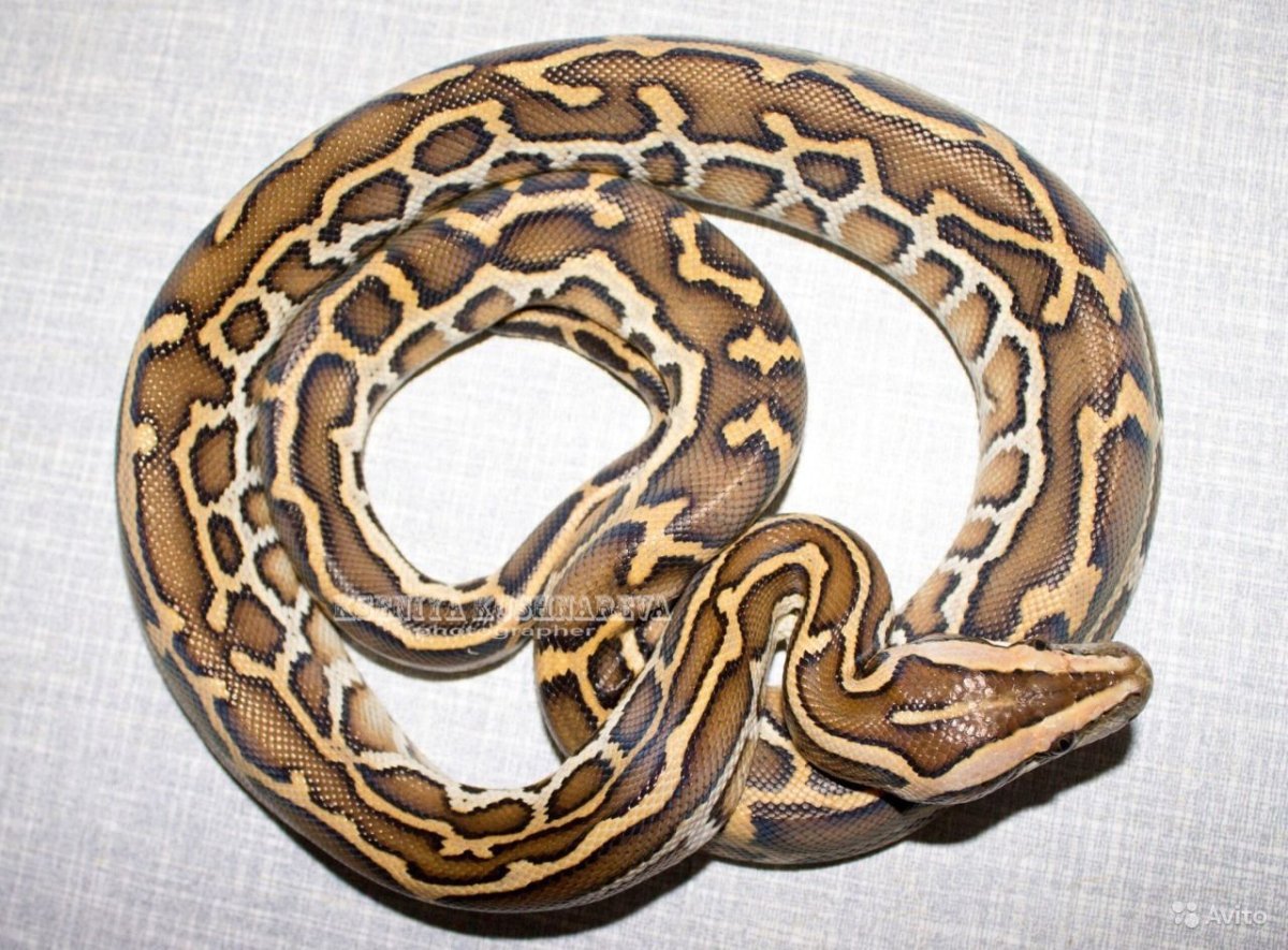 Кукла змея, питон бирманский DJUNGELSKOG