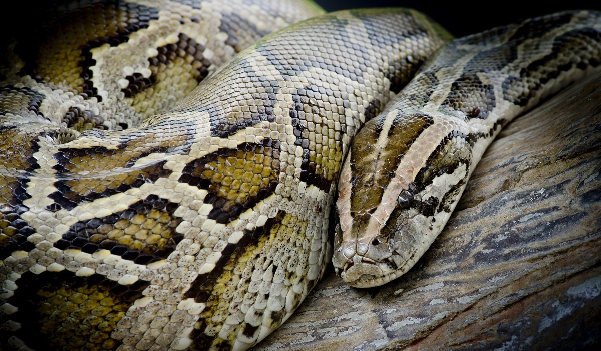 Тигровый питон