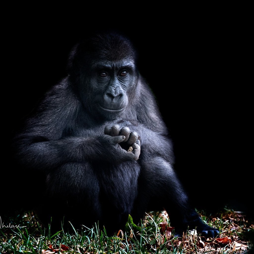 Заставка на рабочий стол обезьяна