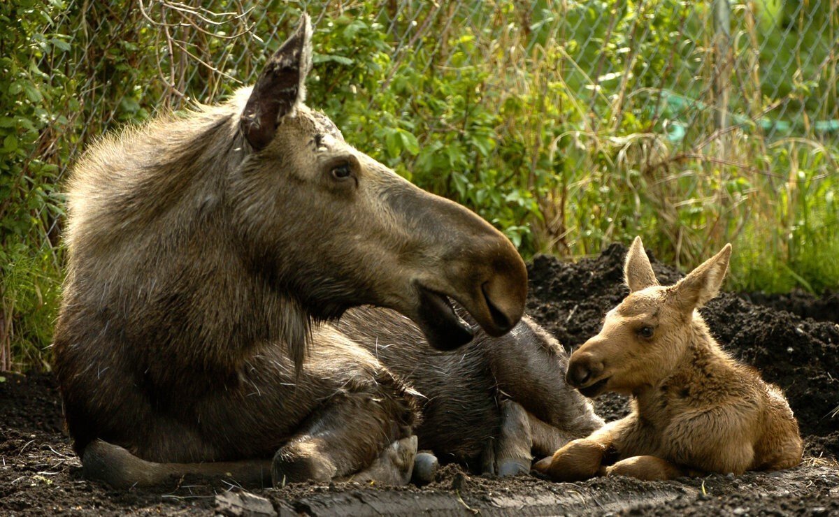 Теленок лося