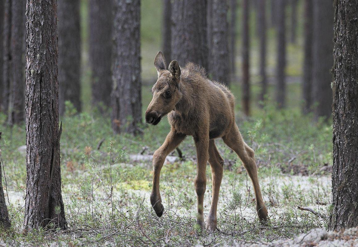 Маленький лосенок