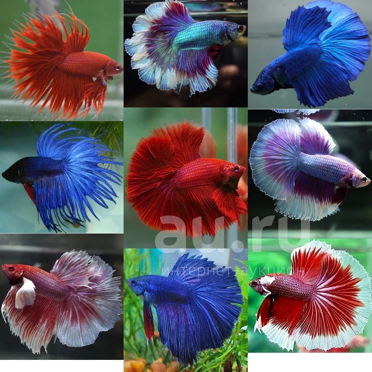 Рыбка петушок халф Мун